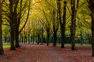 Beautiful autumn background with pathway through the wood, Yellow orange leaves fall on the ground floor with the rows of big trees along the walkways, Amsterdamse Bos (Forest) Amsterdam, Netherlands.