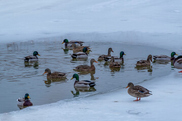 Fototapeta premium Mallards On A Partially Frozen Pond In January