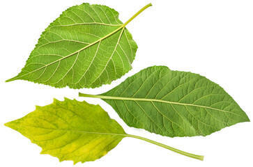 collection of green and yellowish young leaves. group of isolated objects. leaf sets