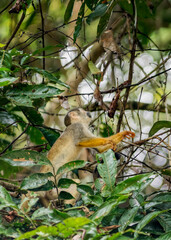 Squirrel monkey climbing up trees in the Cuyabeno Amazon rainforest