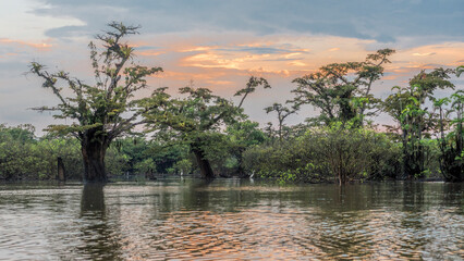 Panoramic view of the flooded forest (igap&oacute;) of Macrolobium acaciifolium trees in the swamps of Lake Cuyabeno overgrown with epiphytes and Cocoi herons (Ardea cocoi) in water