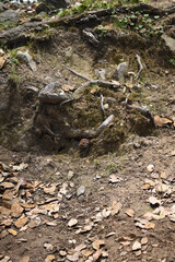 Cute himalayan pika looking outside of his house under tree roots. Himachal pradesh, India