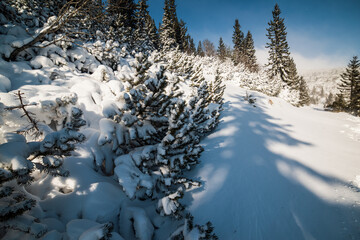 Snowy winter landscape. Snow covered trees in forest. Low Tatras National Park Slovakia. Christmas postcard.
