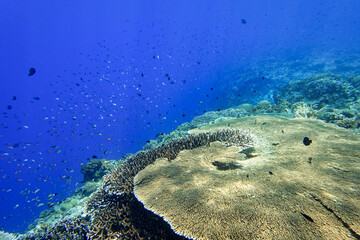 Indonesia Alor Island - Marine life coral reef with tropical fish