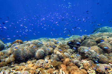 Indonesia Alor Island - Marine life coral reef with tropical fish