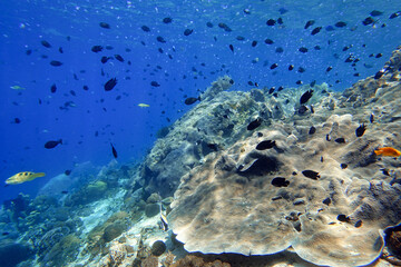 Indonesia Alor Island - Marine life coral reef with tropical fish
