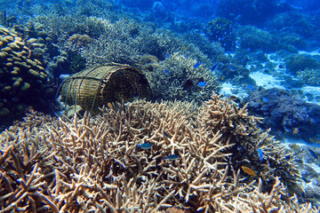 Indonesia Alor Island - Marine life Coral reef with fish trap - obrazy, fototapety, plakaty