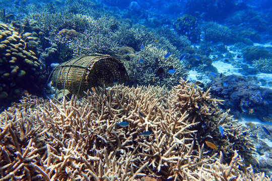 Fish Trap in Reef - Stock Image - C031/6832 - Science Photo Library