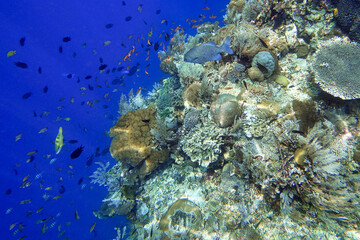 Indonesia Alor Island - Marine life coral reef with tropical fish