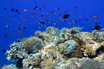 Indonesia Alor Island - Marine life coral reef with tropical fish