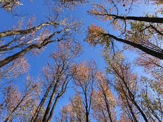 treetop fall foliage