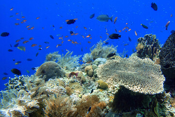 Indonesia Alor Island - Marine life coral reef with tropical fish