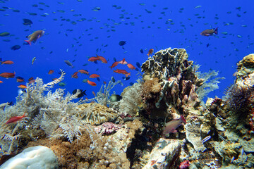 Fototapeta na wymiar Indonesia Alor Island - Marine life coral reef with tropical fish