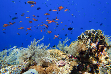 Naklejka na ściany i meble Indonesia Alor Island - Marine life coral reef with tropical fish