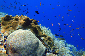 Indonesia Alor Island - Marine life coral reef with tropical fish