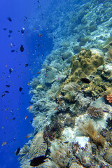 Indonesia Alor Island - Marine life coral reef with tropical fish