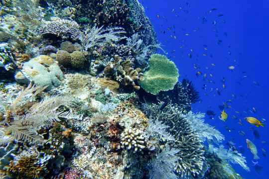 Indonesia Alor Island - Marine life coral reef with tropical fish