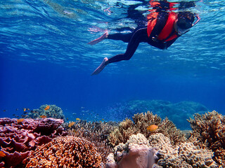 Indonesia Alor Island - Marine life Woman snorkeling in coral reef