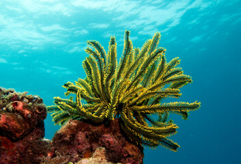 Feather star also known as Oxycomonthus bennetti Boracay Island Philippines