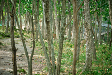 Fototapeta na wymiar Spotted deer in the forest in the Seaside Safari Park.