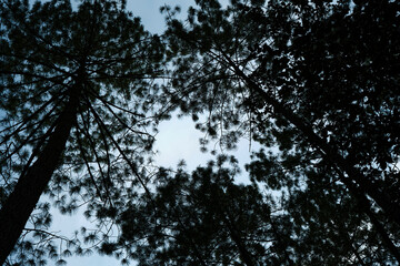 Fototapeta premium Tall trees, picture was taken in Guatemala