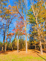 autumn in the park