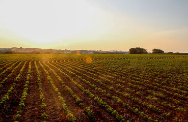 Fototapeta na wymiar Soybean field and soy plants in sunny afternoon