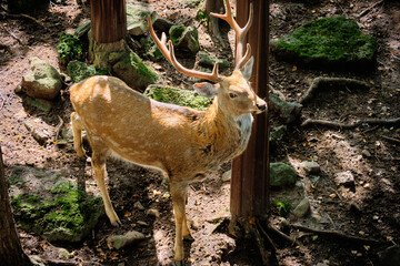 Deer resting in the Seaside safari Park.