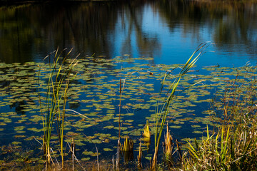 reeds in the water