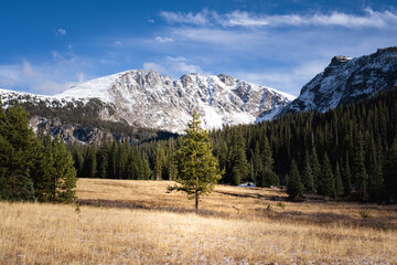 Single tree below the first snow