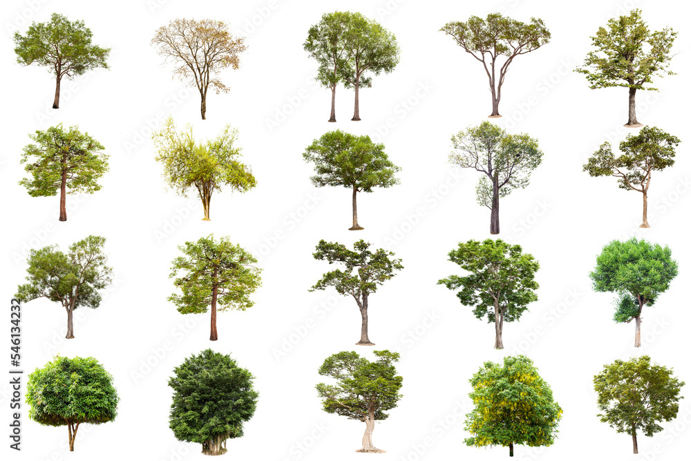 Wall mural isolated big tree on white background ,the collection of trees.large trees database botanical garden