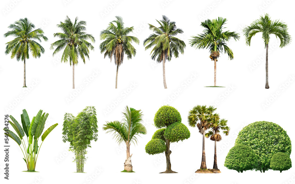 Wall mural isolated big tree on white background ,the collection of trees.large trees database botanical garden