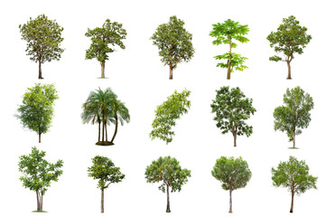Isolated big tree on white background ,The collection of trees.Large trees database Botanical garden organization elements of Asian nature in Thailand, tropical trees isolated used for design,