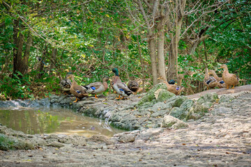 Ducks in the Seaside safari Park.