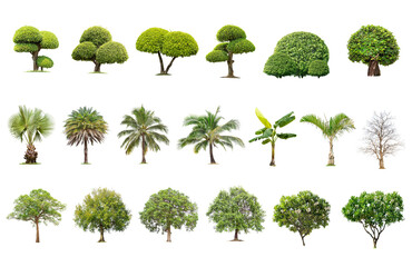 Isolated big tree on white background ,The collection of trees.Large trees database Botanical garden organization elements of Asian nature in Thailand, tropical trees isolated used for design,