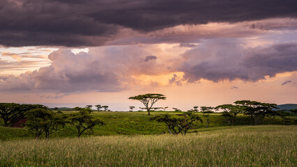 Acacia Sunset