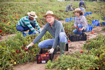 Group of seasonal workers harvesting tomatoes, plants are damaged after heavy rain, natural disasters in agriculture concept