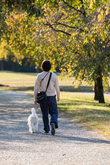 秋の公園で犬の散歩をする女性