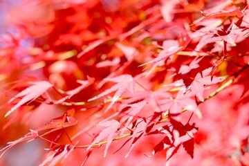 autumn leaves background