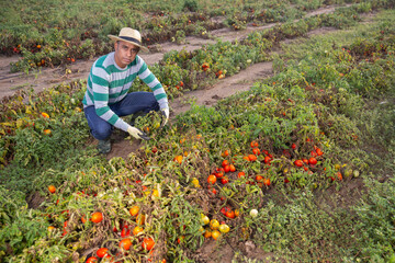 Frustrated young adult male farmer checking tomatoes on field with many damages after thunderstorm and massive rain