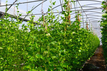 Closeup of green bean bushes ripening on hanging stalks in commercial greenhouse