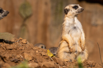 Meerkat or Suricate (Suricata suricatta) standing in the desert