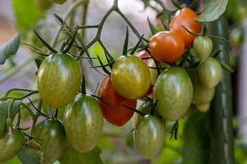 熟す前のミニトマトの彩り