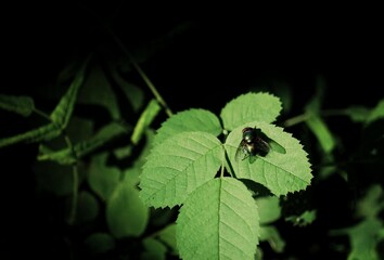 leaves on a black background