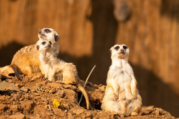 The meerkat half standing, his attitude is the best surveillance system. He controls the territory and provide protection for the group. Useful for concept of security, alert and vigilance.