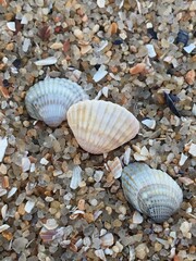 seashells on the beach
