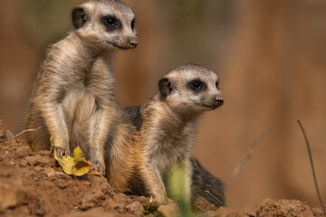 Two Meerkats, Suricata suricatta, african small carnivores watching surroundings in freezing...