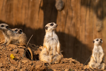 Portrait of Meerkat Suricata suricatta, African native animal, small carnivore under the sunset light, copy space for text