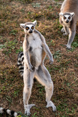 A rare shot of the Lemur standing on his tail during the sunset waiting for people to throw food