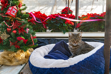 Christmas Cat resting in greenhouse full of poinsettias and decorations.